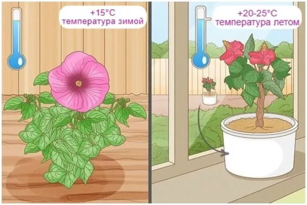 оптимальный температурный режим для гибискуса зимой и летом
