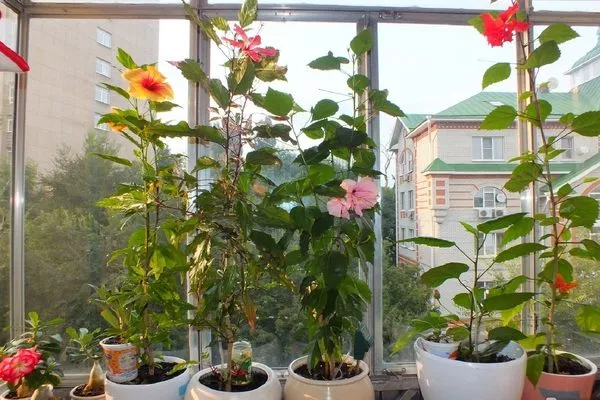 перенесите гибискус на солнечное окно