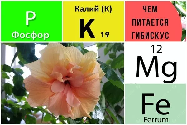 питание для цветения гибискуса