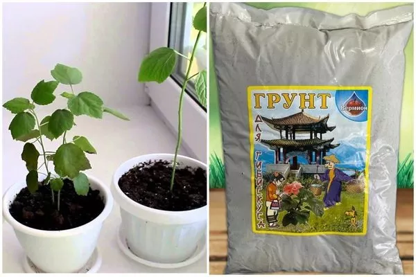 специальный грунт для гибискуса