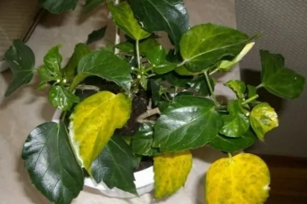 пожелтение листвы у гибискуса