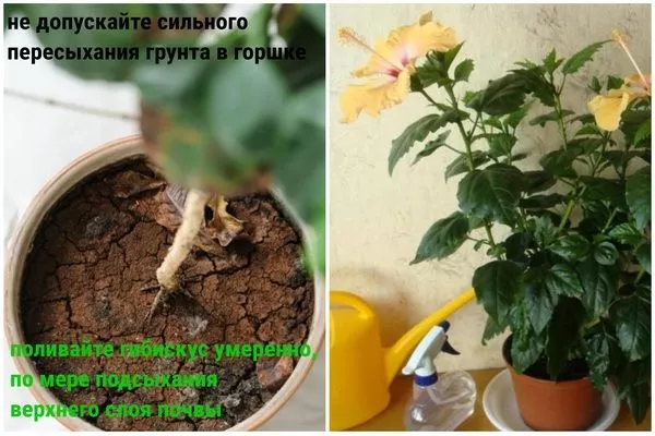 пересохшая земля в горшке