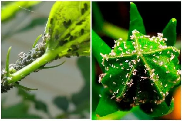 вредители гибискуса