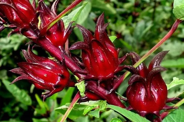 коробочки с семенами у гибискуса Каркаде