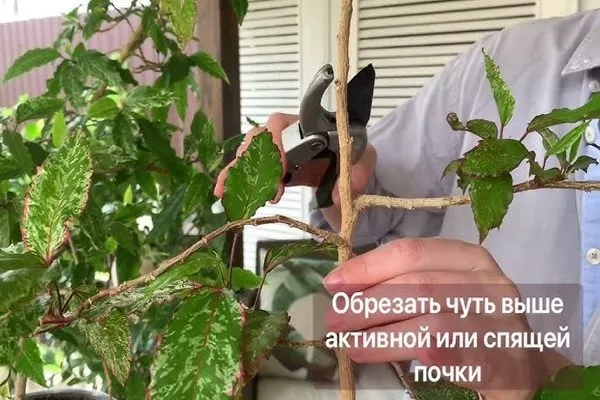 омолаживаем гибискус обрезкой