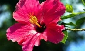 цветок гибискуса