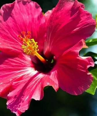 цветок гибискуса