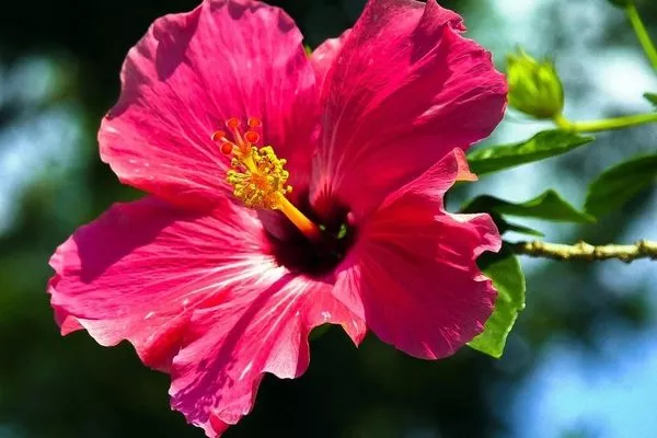 цветок гибискуса