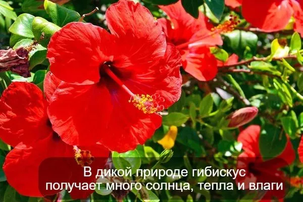 гибискус в дикой природе