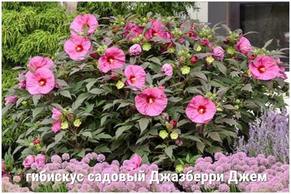 гибискус Джазберри джем