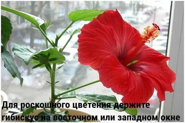 гибискус на окне