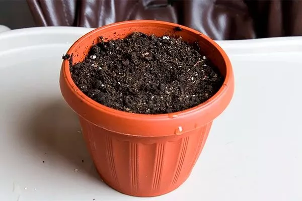 Почва и горшок Дискокактус20
