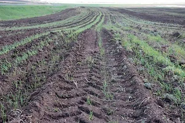 почва промышленный сад11