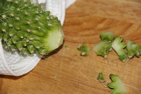 Как черенковать кактусы разных видов, где укоренять и как сформировать правильный черенок?