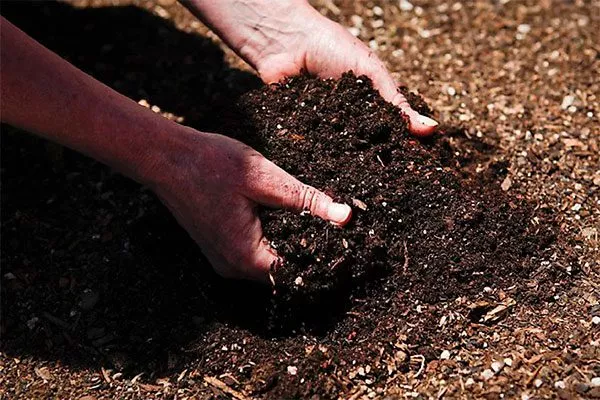 Подготовка почвы промышленный сад9