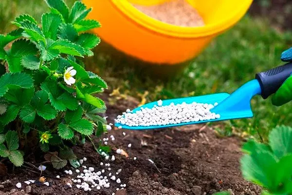 Подкормка Белая земляника14