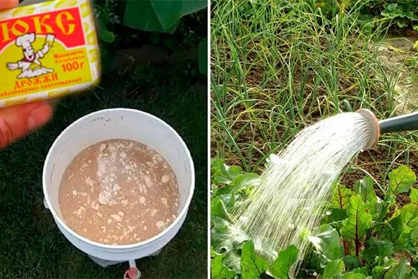 Подкормка дрожжами увеличениt размеров яблок27