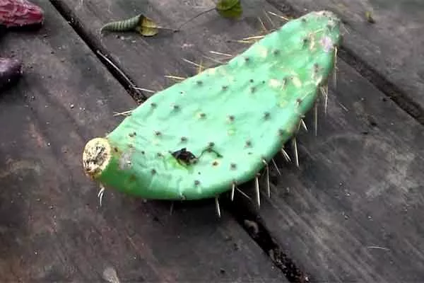 Подсушивание черенкование кактусов17