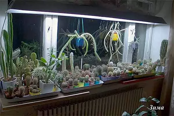 подсветка Зимовка кактуса6