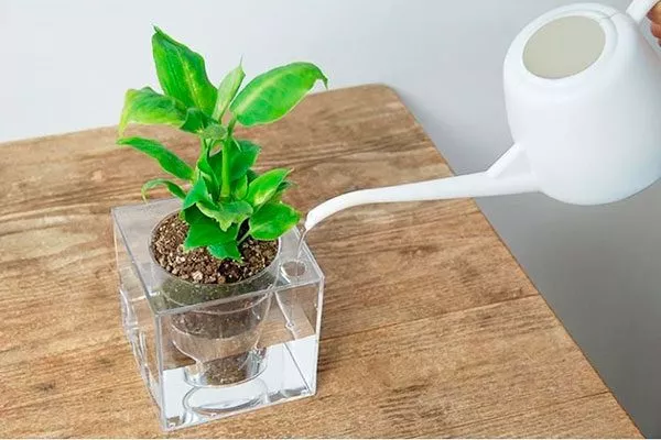 погружение горшка в ёмкость с водой уход за колючими кактусами18