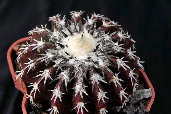 покров 2 Дискокактус17