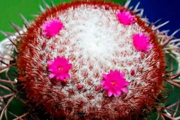 Покров Дискокактус18