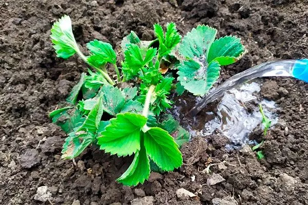 Полив Белая земляника16