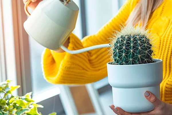 Полив Дискокактус19