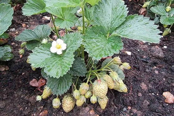 полив клубники Белая земляника15