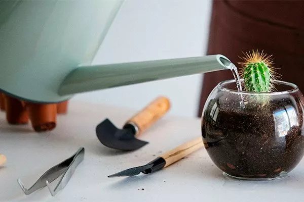 полив Цефалоцереус старческий6