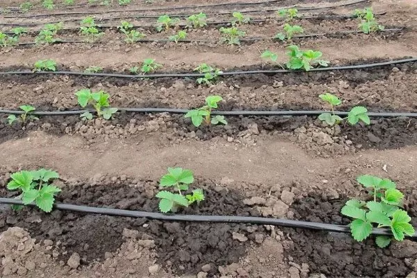 Полив время посадки5