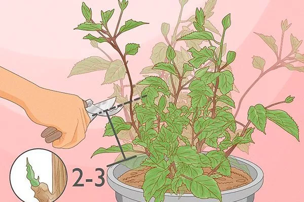 полная обрезка весной Обрезка гибискуса7