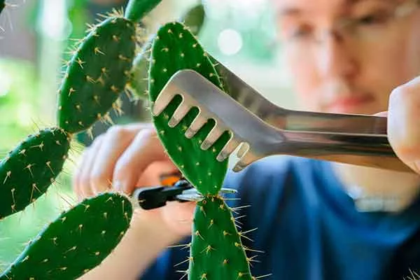 Получение сегмента черенкование кактусов18