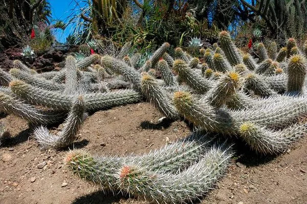 Ползучий Дьявол редкие кактусы27