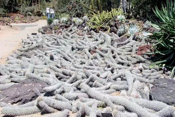 Ползучий Дьявол1 редкие кактусы28