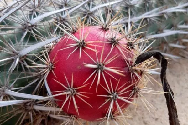 Ползучий Дьявол2 редкие кактусы29