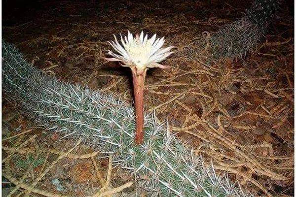 Ползучий Дьявол33 редкие кактусы30