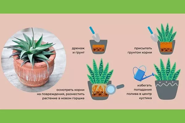 порядок посадки пересадка кактуса16