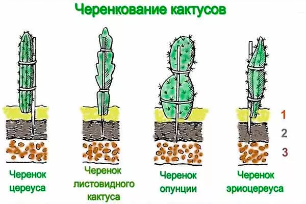 Посадка черенка черенкование кактусов19