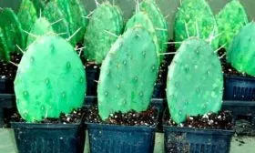 Посадка черенкование кактусов20