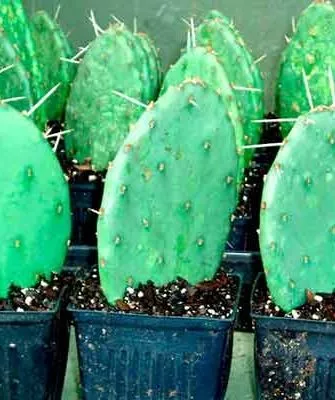 Посадка черенкование кактусов20