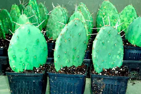 Посадка черенкование кактусов20