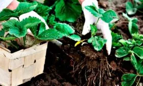 Posadka-zemlyaniki-v-avguste