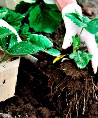 Posadka-zemlyaniki-v-avguste