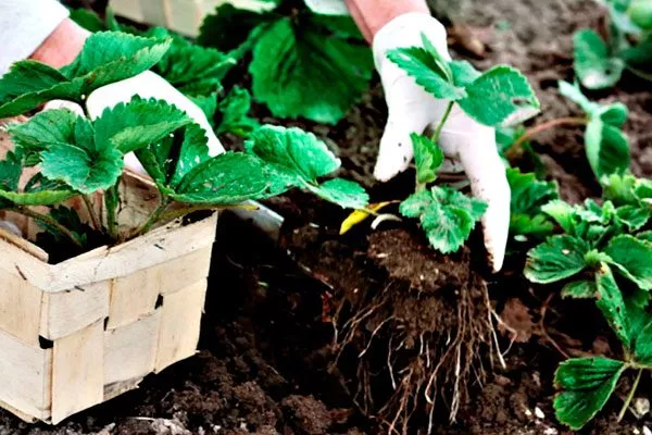 Posadka-zemlyaniki-v-avguste