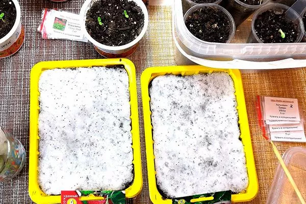 Посев семян Белая земляника18