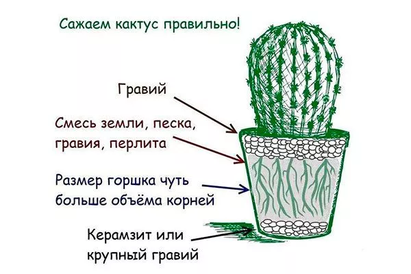 правила посадки пересадка кактуса17