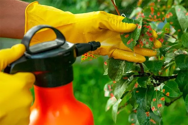 Применяйте лечебные опрыскивания бурые пятна10