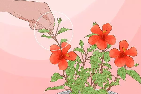 прищипывание Обрезка гибискуса9