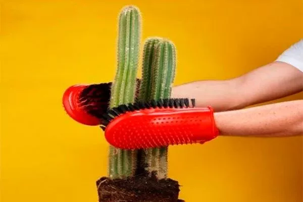 приспособления уход за колючими кактусами20